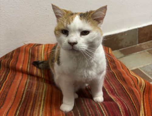 Minka