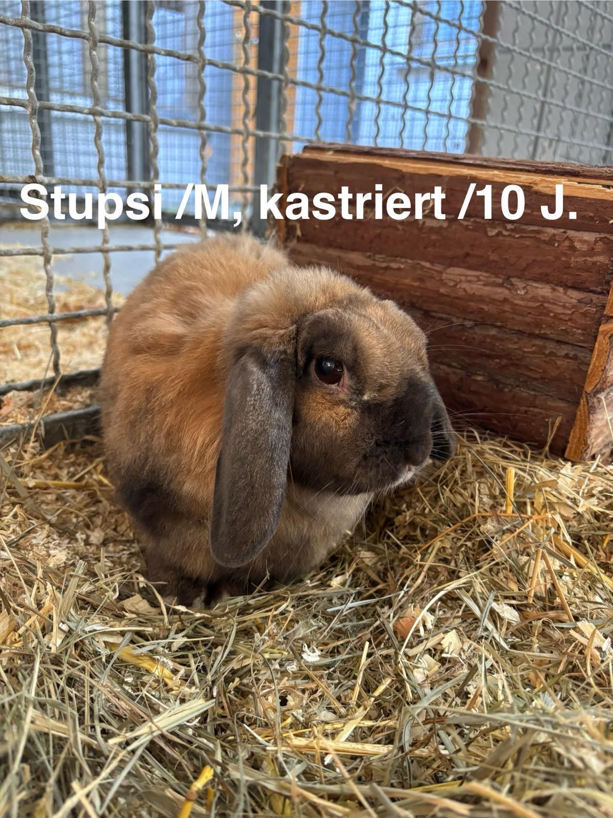 Stupsi