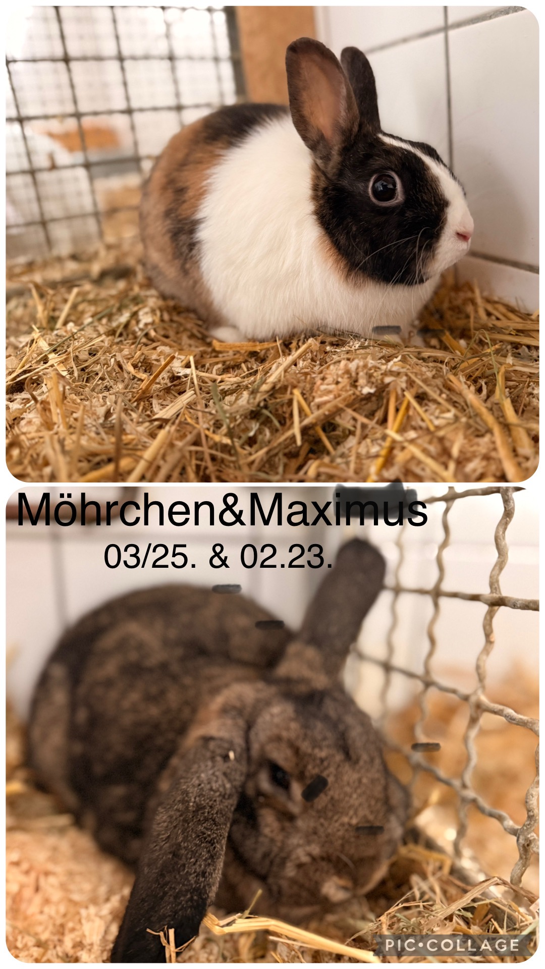 Möhrchen&Maximus