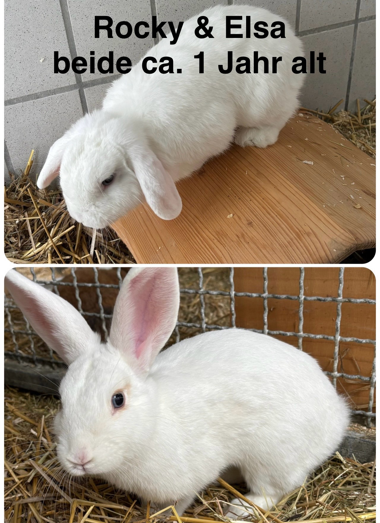 Rocky und Elsa