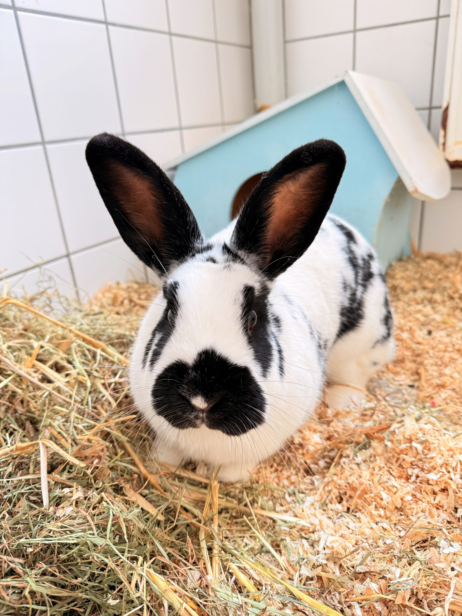 Bild-3 Stallhase neu