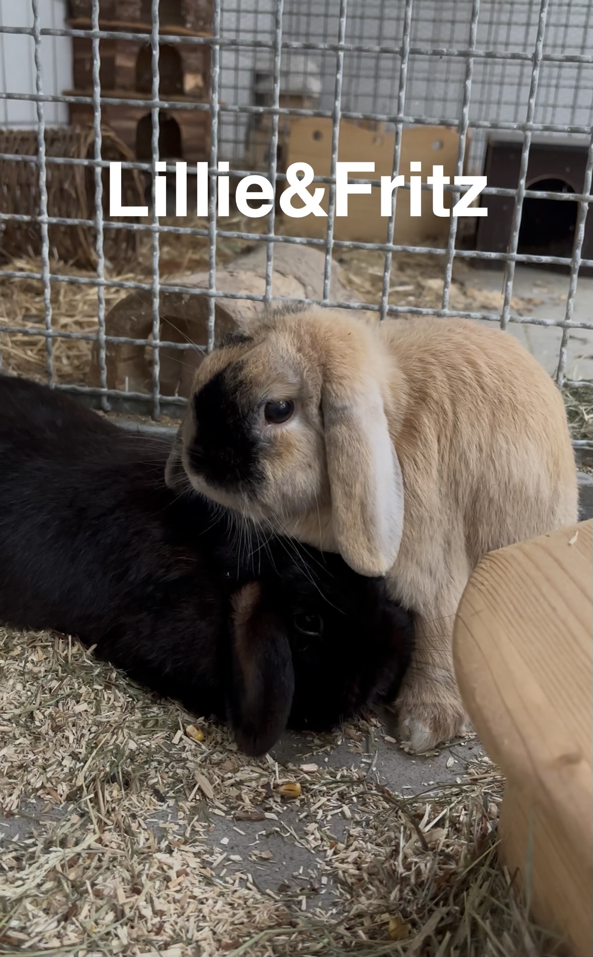 Lillie&Fritz