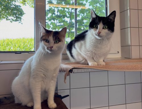 Gretel & Oreo