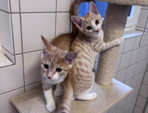 Fritz & Franz