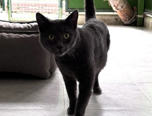 Loki